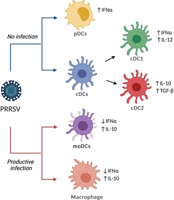 Swine Dendritic Cell Response to Porcine Reproductive and Respiratory Syndrome Virus: An Update